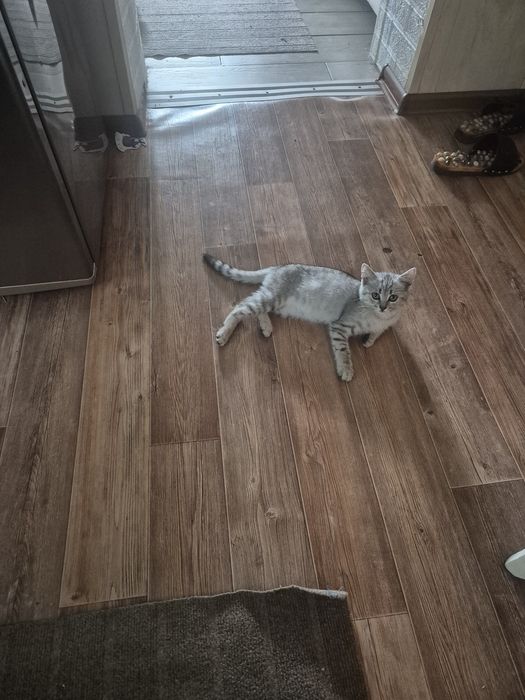 Отдам кошечку в добрые руки