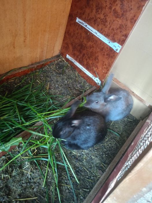 Quyon 3tasa kotta 9ta ortachasi