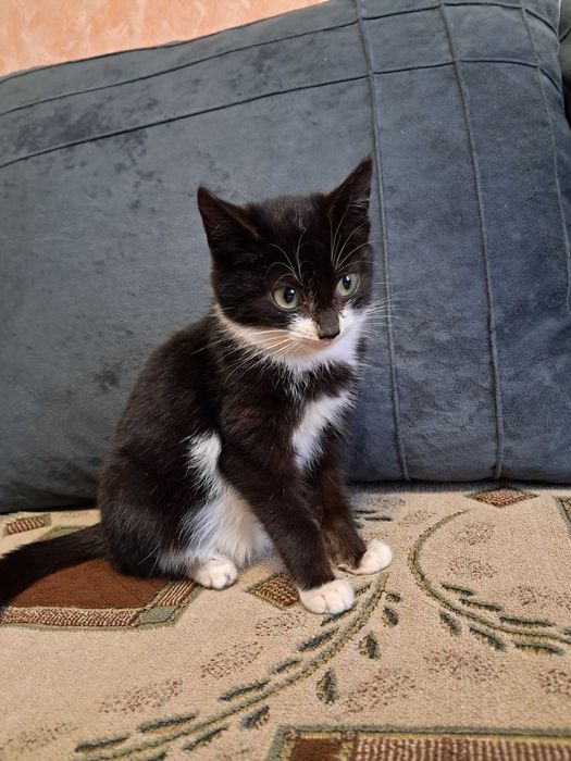 2 котёнка девочки