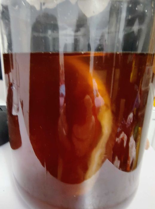 Kombucha starter kit complet zahar sau miere
