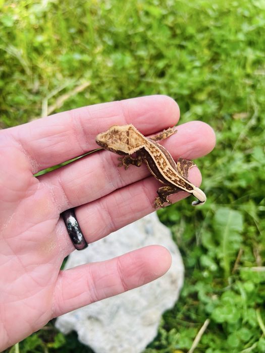 Pui Soparla  Crested Gecko  si Chahoua mainland