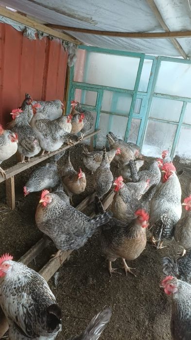Срочно продам оптом породистые куры