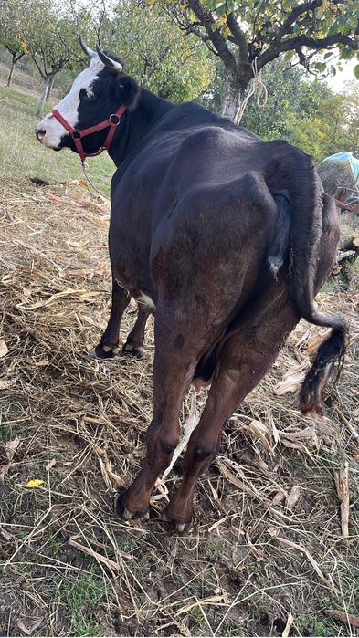 Vand vacă cu vițea