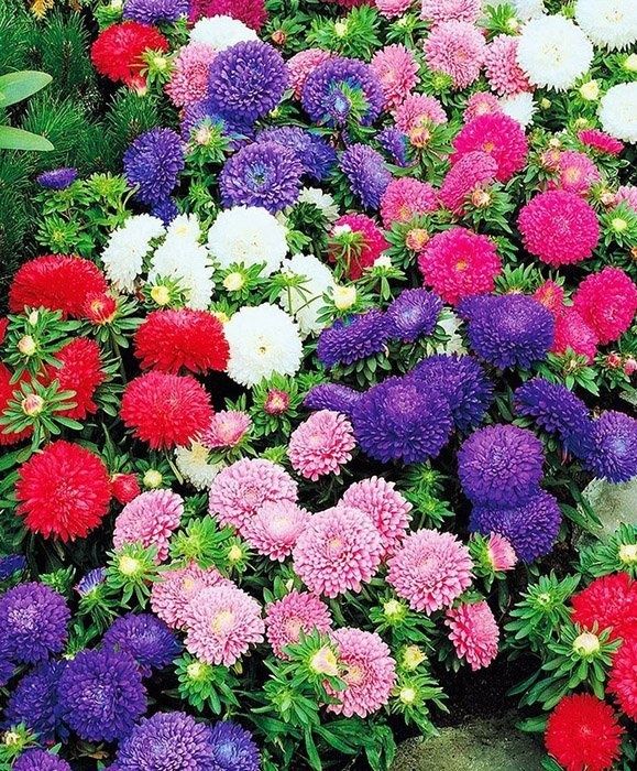 Цветы в ассортименте