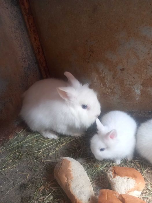 Iepurași pitici cap de leu rasă pură