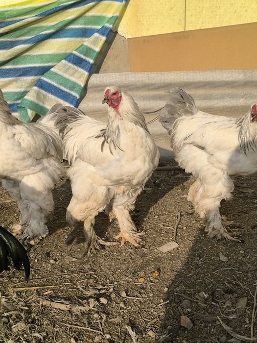 Брама             .