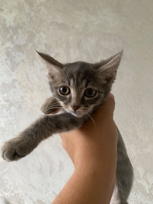 Отдам котенка мальчик 1,5 мес и девочка 6 мес