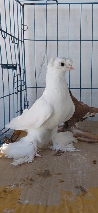 Голуби игровых кровей