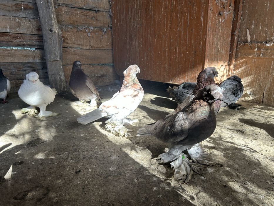 Vand jucatori de botosanii pretul e de 100 ron pe bucata