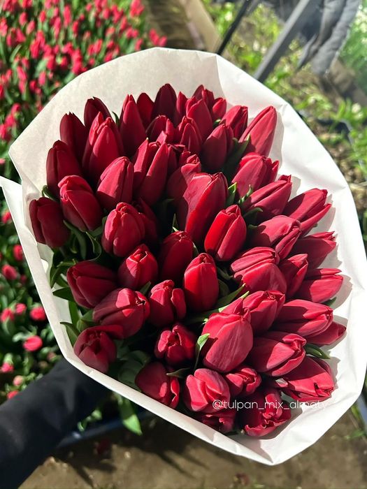 Продам тюльпаны .