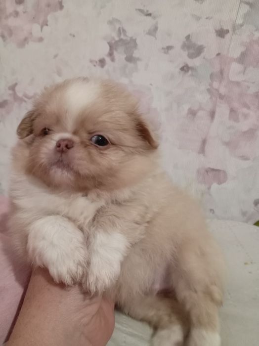 Продам щенков шпице пикинеса