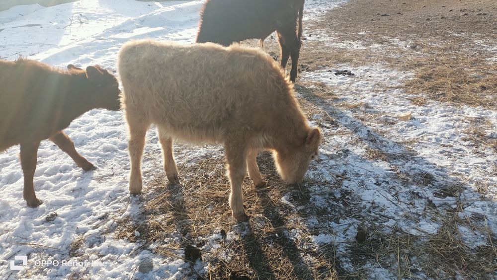 Баспак сатамын ұрғашы