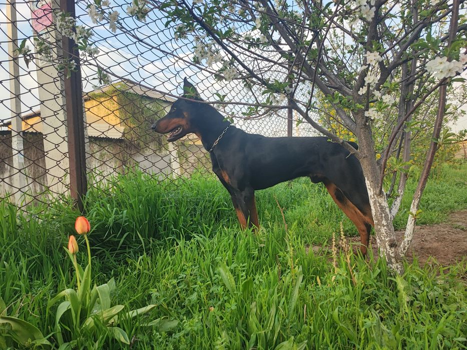 Продаются щенки породы Доберман