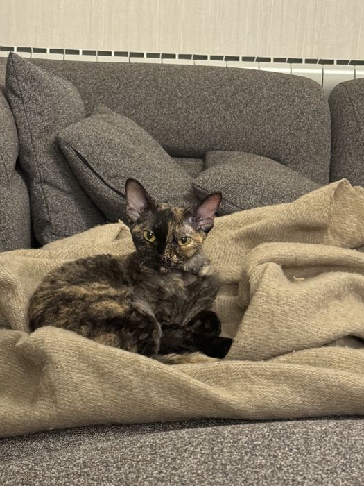 Котка,  devon rex