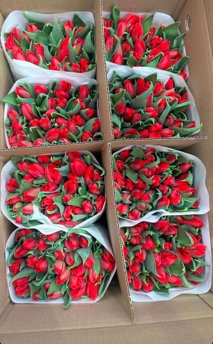Тюльпаны предзаказ к 8 марта