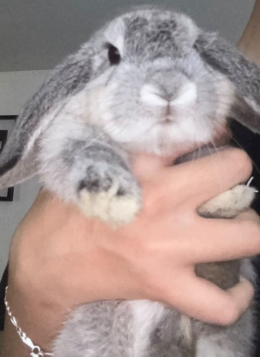 Donez iepurași rasa Holland Lop