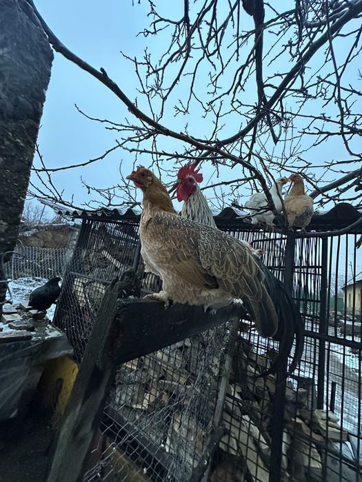 Vand gaini americane