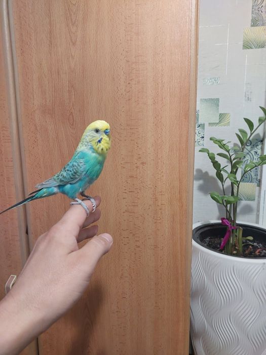 Радужный мальчик ручной