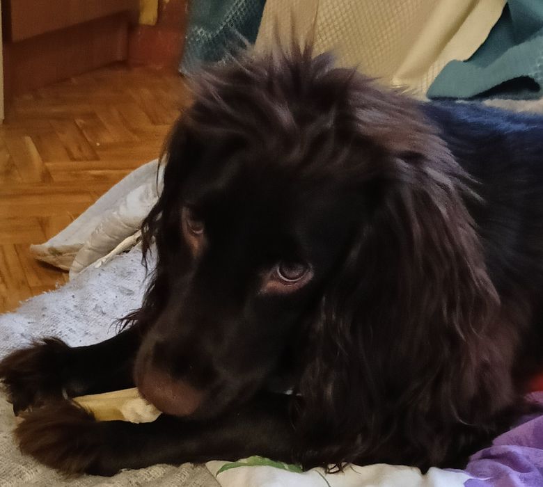 Щенок Русский Охотничий Спаниель