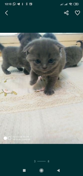 Домашние котята. Британские вислоухие