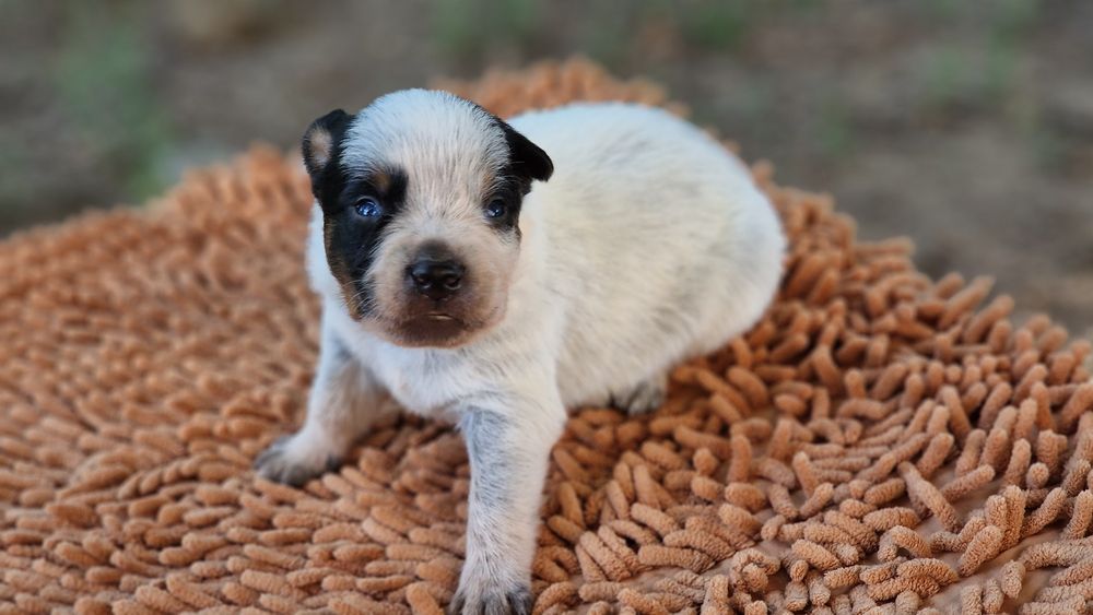 Australian Cattle Dog mascul