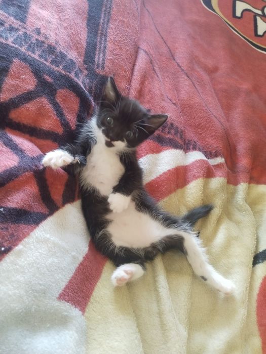 Котёнок  в хорошие руки
