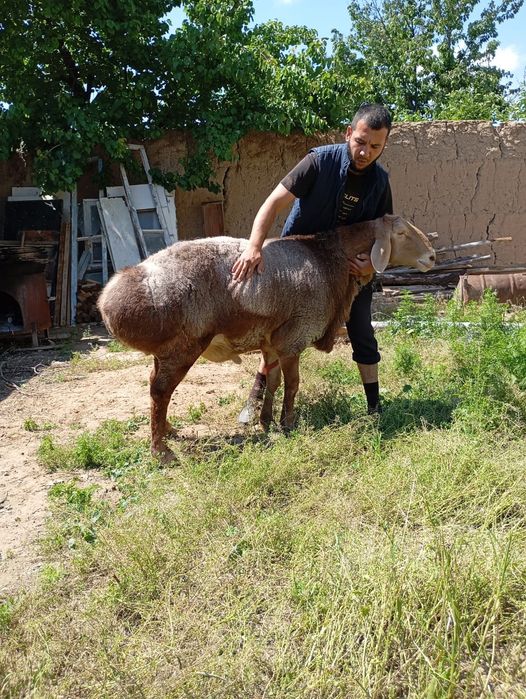 Zotga qochqorla bor Zot Arashan