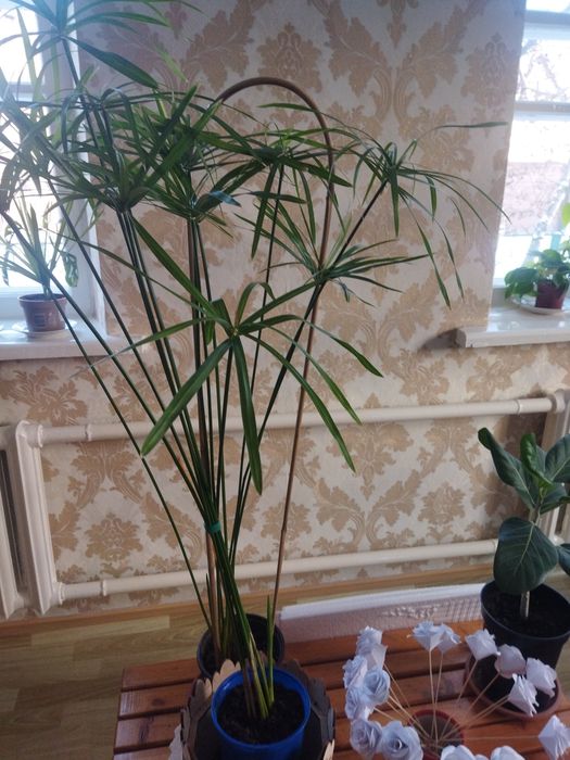 Комнатные цветы продам