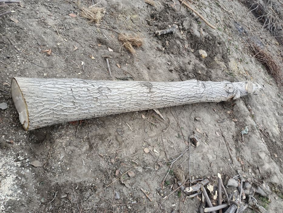 Yongʻoq daraxti D-30sm L-3,50