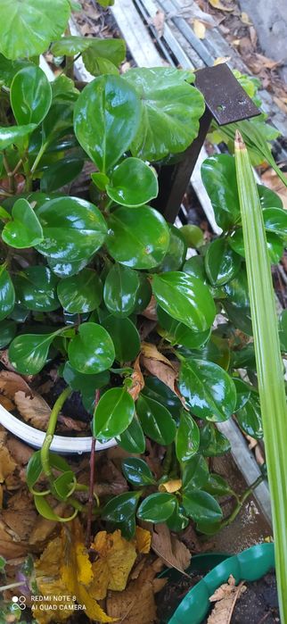 Комнатные цветы разные