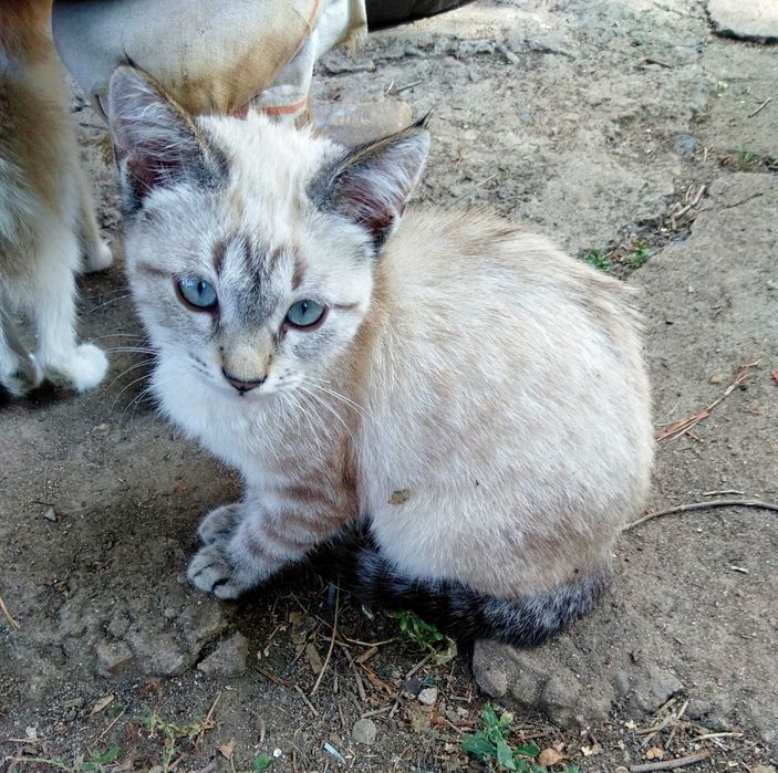 отдам котят в добрые руки