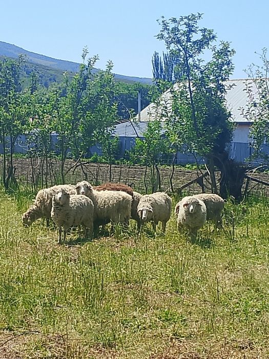 Продам Баранов хороший