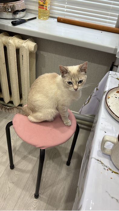 кошечка до года ищет хозяина