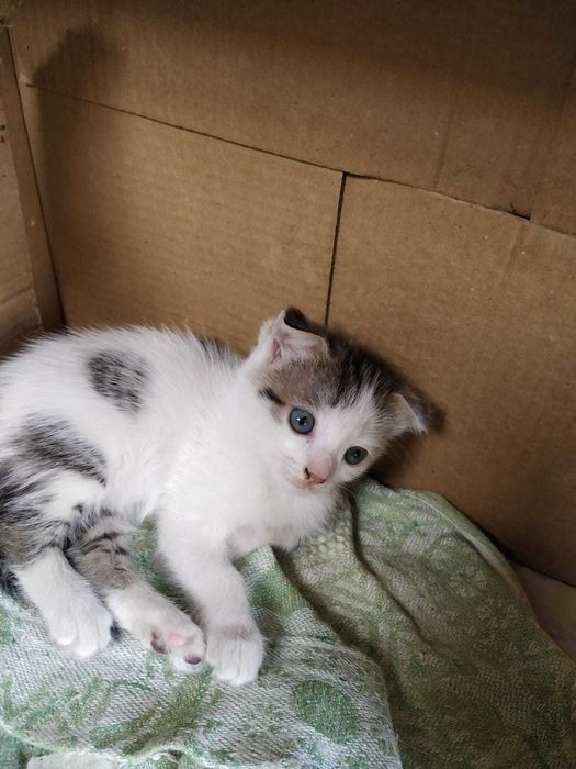 Отдам котят бесплатно