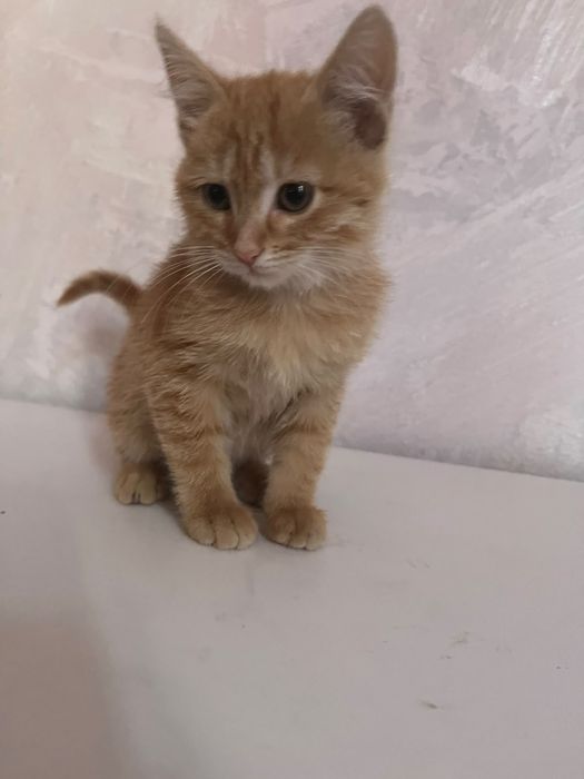 Отдам котят в хорошие, добрые руки.