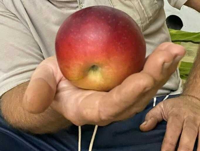 Продам яблони_Местные. Яблоки крупные.