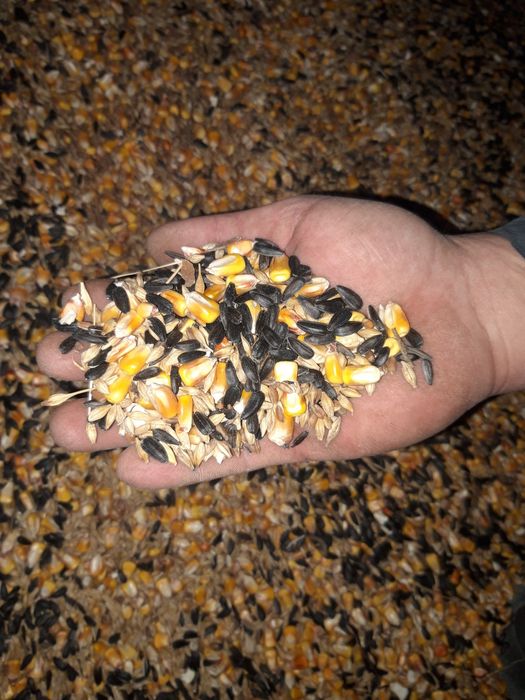 Porumb 0.90 bani kg/Amestec de cereale producția 2025/Tărață/Urluiala