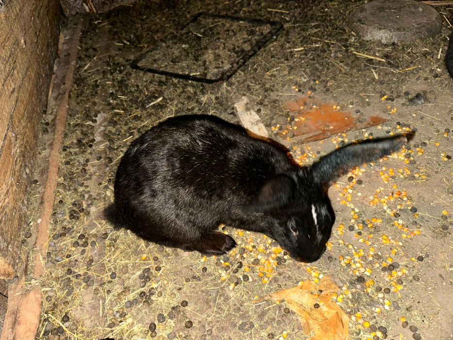 Кролики полувеликаны