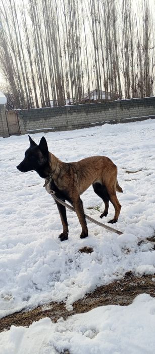 Malinua sotiladi urgʻochi