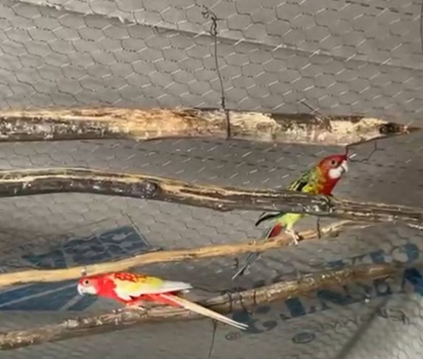 Papagali Rosella maturi