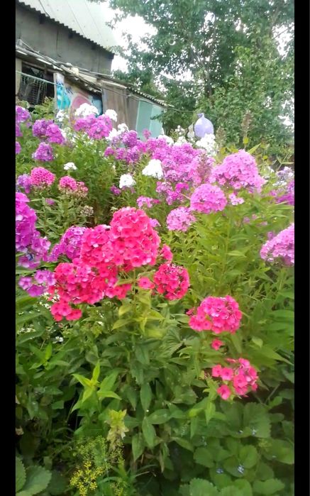 Цветы для посадки