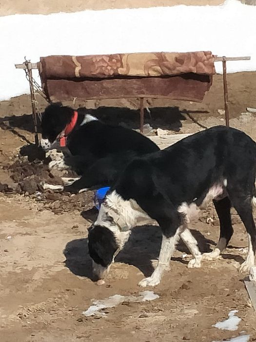 Тазы сатылады 2,5жасар 4туган