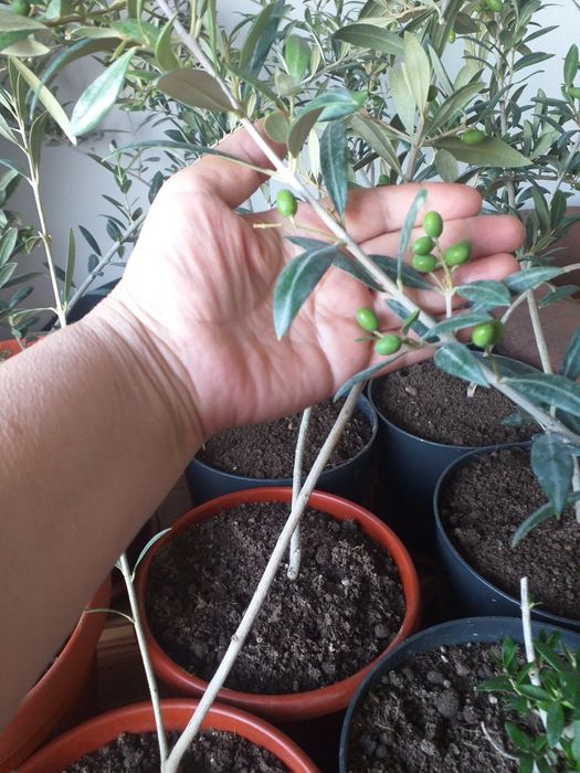 Продаются саженцы Оливки