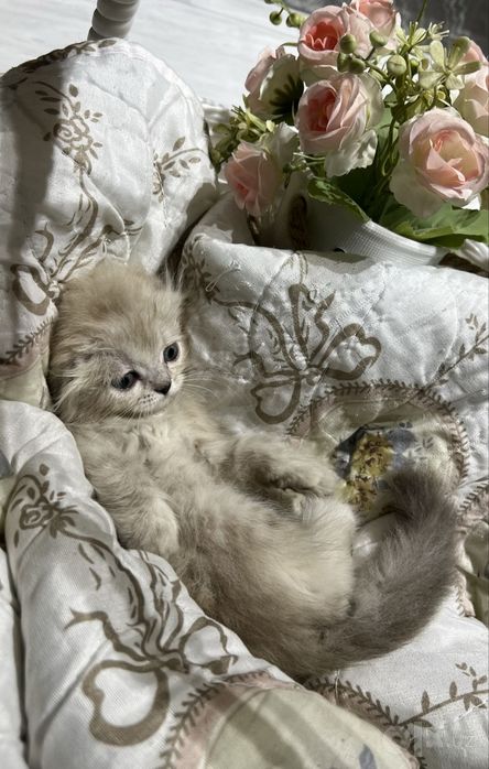 Пушистые котята!