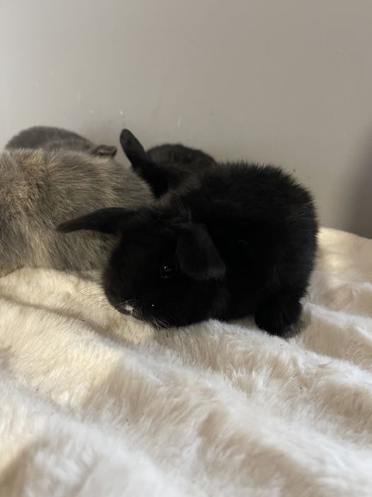 Iepurași pitici Holland lop mini lop berbec pitic