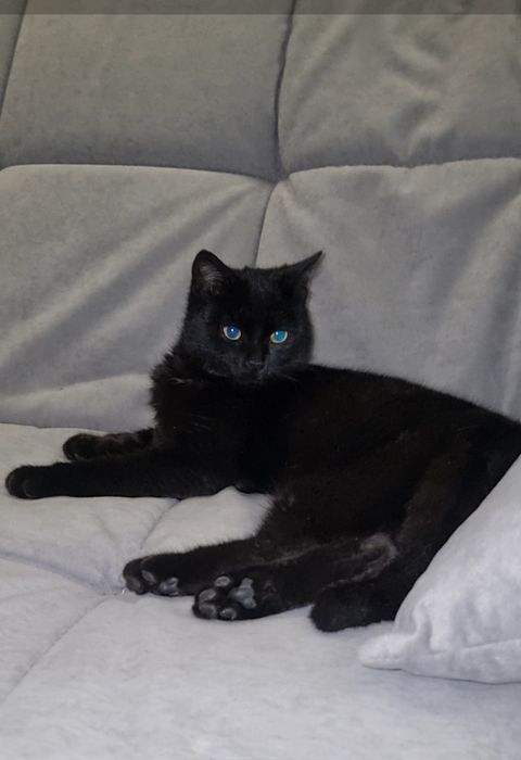 Кокос ищет дом. Доставлю!