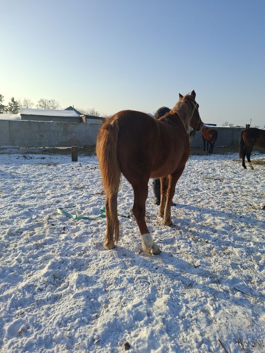 Кобыла жеребая обученая