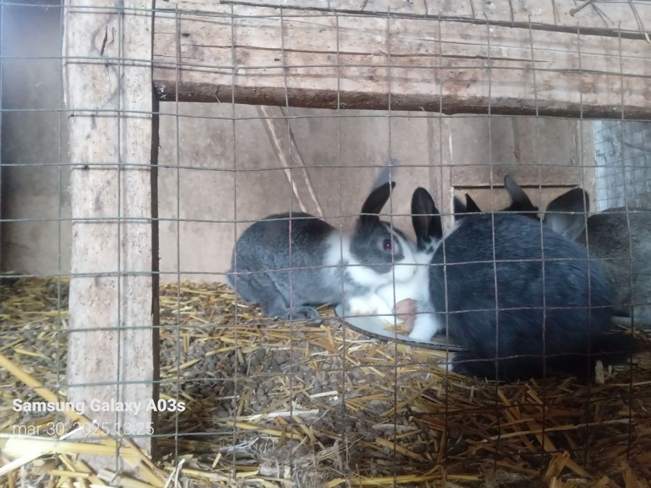 Sog'lom Velikon quyonlar.