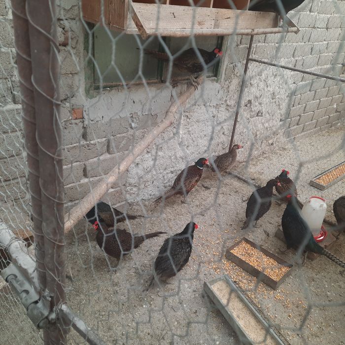 Fazani  Tenebros pereche.