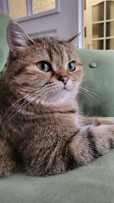 Золотая шиншила кот